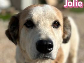 Jolie, 08/24 - sanfte, freundliche Hündin sucht sicheren Hafen