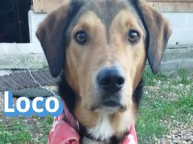 Loco, 08/22 - lebt sehr gut mit seiner Epilepsie!