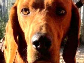 Mario, 12/23 - schüchternes Schlappohr sucht Familie