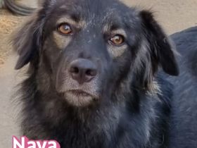 Naya, 11/24 - zauberhaftes Wuschelchen sucht seine Menschen