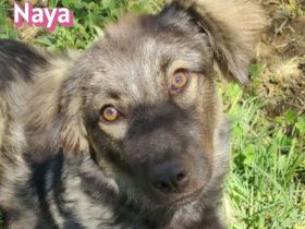 Naya, 11/24 - zauberhaftes Wuschelchen sucht seine Menschen