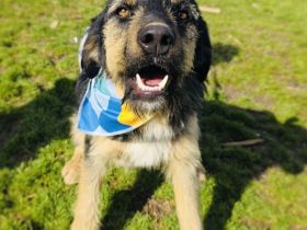 Mo sucht ein Körbchen