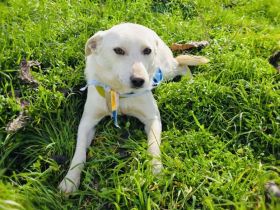 Pami ein zauberhaftes Mädchen