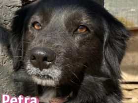 Petra, 11/24 - schüchternes Mädel sucht seine Menschen