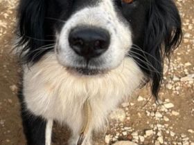 Rocco, 09/24 - Border Collie Mix sucht Familie