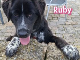 Rocky und Ruby, 10/25 - plüschiges Duo sucht seine Familien
