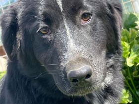 Rocky und Ruby, 10/25 - plüschiges Duo sucht seine Familien