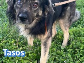 Tasos, 01/22 - sucht trotz Handicap seine Familie