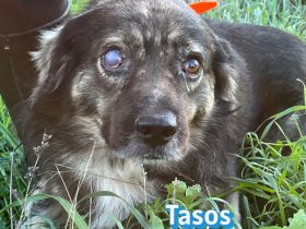 Tasos, 01/22 - sucht trotz Handicap seine Familie