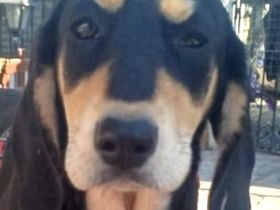 Tara, Tobi, Tommy  11/25 - suchen ihre Familien