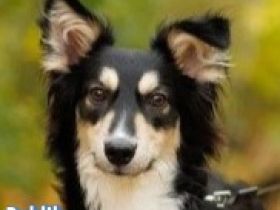 VERMITTLUNGSHILFE Bublik, 12/24 - wartet in 95679 Waldershof auf eine Chance