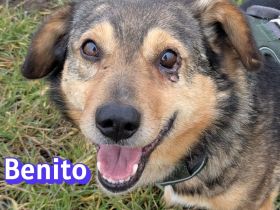 VERMITTLUNGSHILFE Benito und Lanka, 01/19, 01/22 - Traumpaar wartet in 69221 Dossenheim