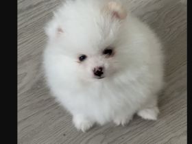 Traumhafte Süsse Zwergspitz Pomeranian Welpen!!