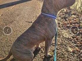 Baxx sucht ein neues Zuhause