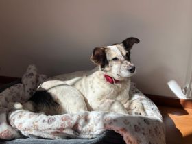 Freundliche und soziale Finnie sucht Anschluss