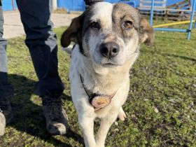 Freundliche und soziale Finnie sucht Anschluss