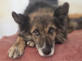 Ruhige und sanfte Seele Juni sucht Zuhause