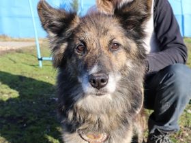 Ruhige und sanfte Seele Juni sucht Zuhause