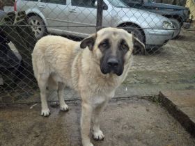 Bjarki möchte endlich ankommen - dein neuer treuer Begleiter?