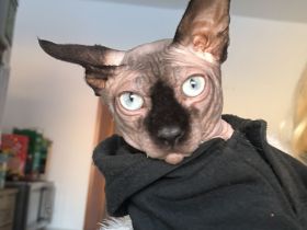 Deckkater Don Sphynx