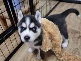 Sibirische Husky Welpen – Reinrassig (ohne Papiere), geimpft & gechipt