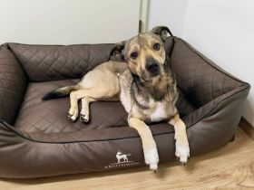 Wer schenkt dem kleinen Entdecker Kirnkin sein Zuhause?