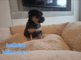 Zwergpinscher- pomeranian