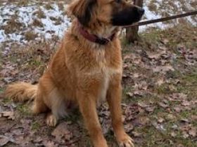 süße Mischlingshündin "Arina" sucht ein Zuhause