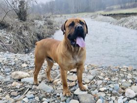 BOERBOEL WELPEN