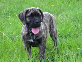 BOERBOEL WELPEN