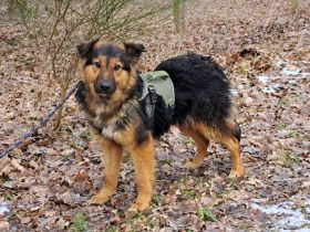 liebe Altdeutsche Schäferhund-Mix Junghündin "Mascha"