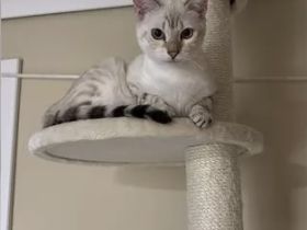 Weiblich BKH Mix Bengal Snow