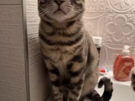 Reinrassiger Bengal Kater Grau abzugeben 8 Monate