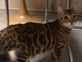 2 Bengal x Britisch Kurzhaar Mix Katze (getigert) Und Snow abzugeben 9 Monate