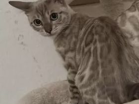 Reinrassige Bengal Katze (weiblich) abzugeben Sterillisiert und gechippt