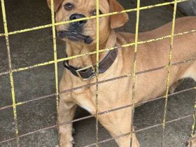 Besonderer Hund für besondere Menschen: Coyoti sucht Gedulds-Profis