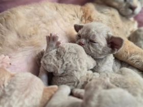 Mauwyn Devon Rex Kitten — boutique raised