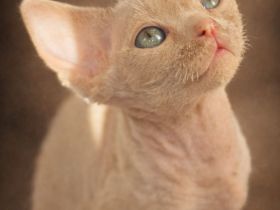 Mauwyn Devon Rex Kitten — boutique raised