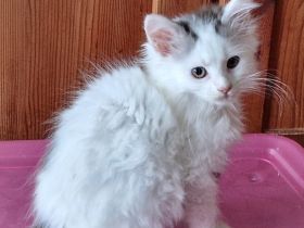 Maine Coon Kitten /Kater