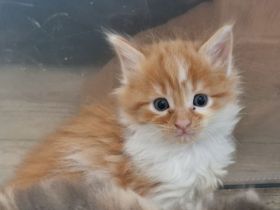 Maine Coon Kitten /Kater