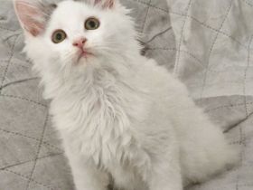 Maine Coon Kitten /Kater auszugsbereit
