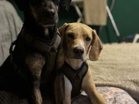 Unzertrennliches Hunde-Duo sucht liebevolles Zuhause