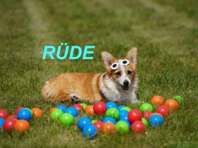 Wunderschöne Reinrassige Welsh Corgi Pembroke Welpen auf Familiensuche