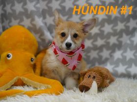 Wunderschöne Reinrassige Welsh Corgi Pembroke Welpen auf Familiensuche