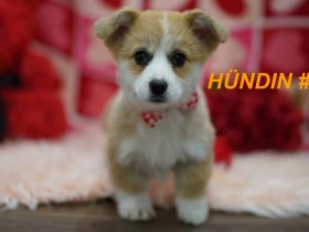 Wunderschöne Reinrassige Welsh Corgi Pembroke Welpen auf Familiensuche