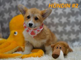 Wunderschöne Reinrassige Welsh Corgi Pembroke Welpen auf Familiensuche