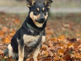 🐶✨ Scooby sucht sein richtiges Zuhause – mit Erfahrung & Herz ✨🐾