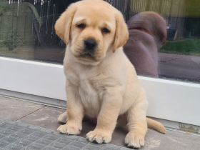 Labrador Retriever Welpe (weiblich) aus sorgfältig geplanter FCI-Verpaarung (Körwurf)