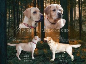 Labrador Retriever Welpen aus sorgfältig geplanter FCI-Verpaarung (Körwurf)