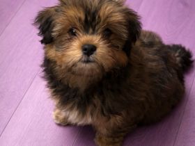 Zuckersüßer Havaneser-Mix